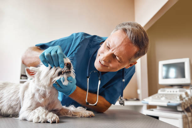 Best Urgent Dental Care for Toothache in Wilder, VT